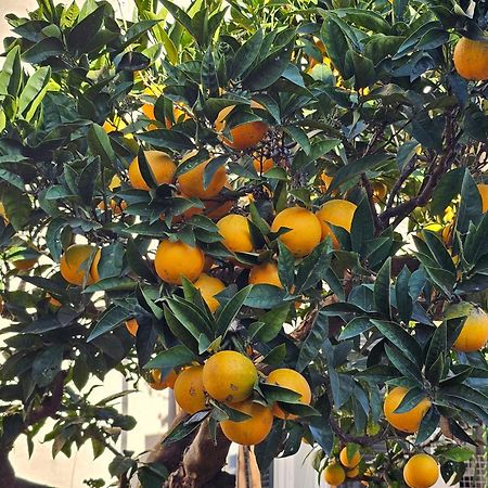Cecchina L'Arancio B&B מראה חיצוני תמונה