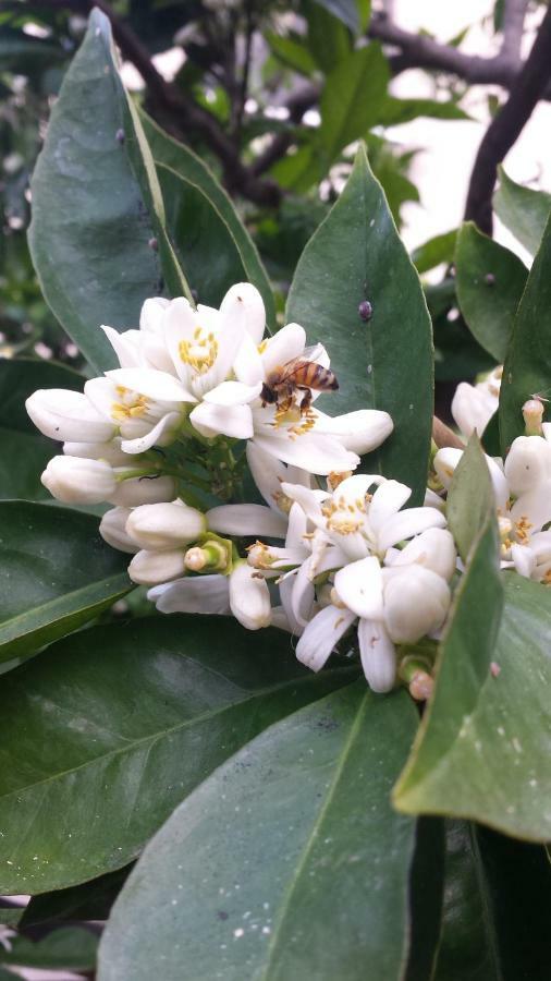Cecchina L'Arancio B&B מראה חיצוני תמונה